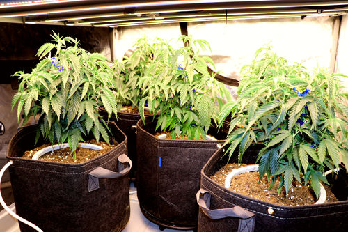 Customer photo review of AC Infinity Heavy Duty Fabric Pots
