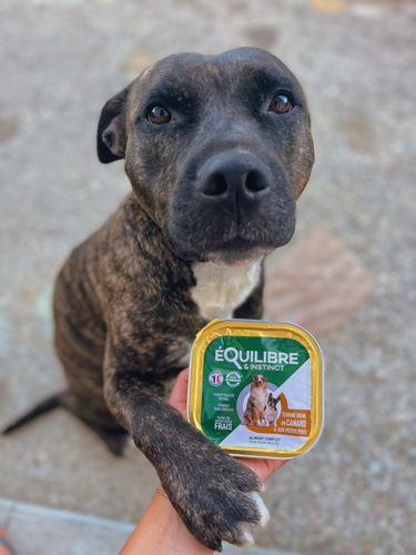 Customer photo review of Pâtées riches en canard & aux petits pois (chien adulte)