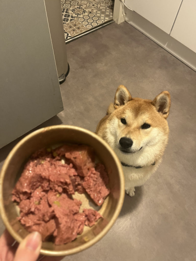 Customer photo review of Pâtées riches en canard & aux petits pois (chien adulte)