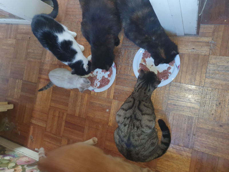 Customer photo review of Pâtées riches en volaille & aux courgettes (chat stérilisé et chat adulte)