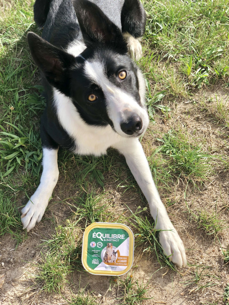 Customer photo review of Pâtées riches en canard & aux petits pois (chien adulte)