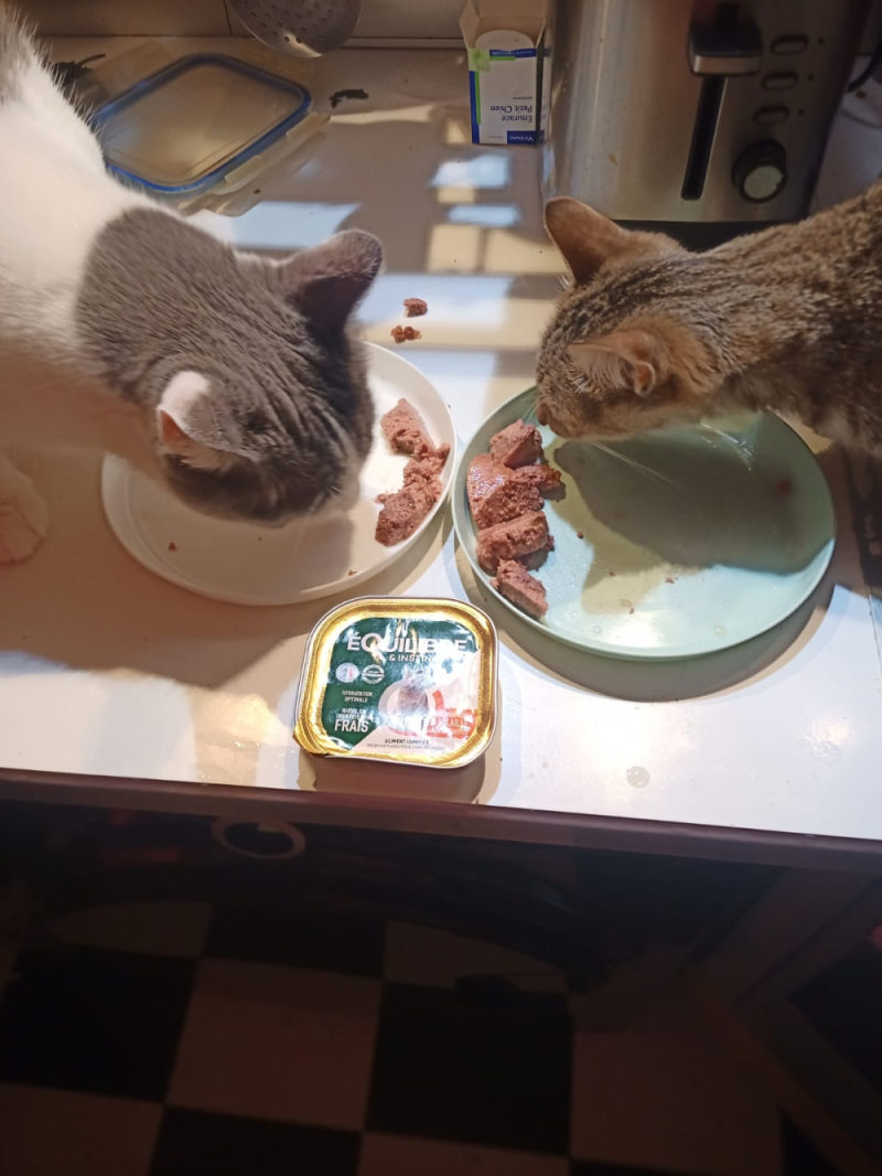 Customer photo review of Pâtées riches en volaille & aux courgettes (chat stérilisé et chat adulte)