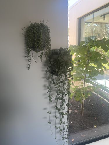 Customer photo review of FOLD Round Shelf 150