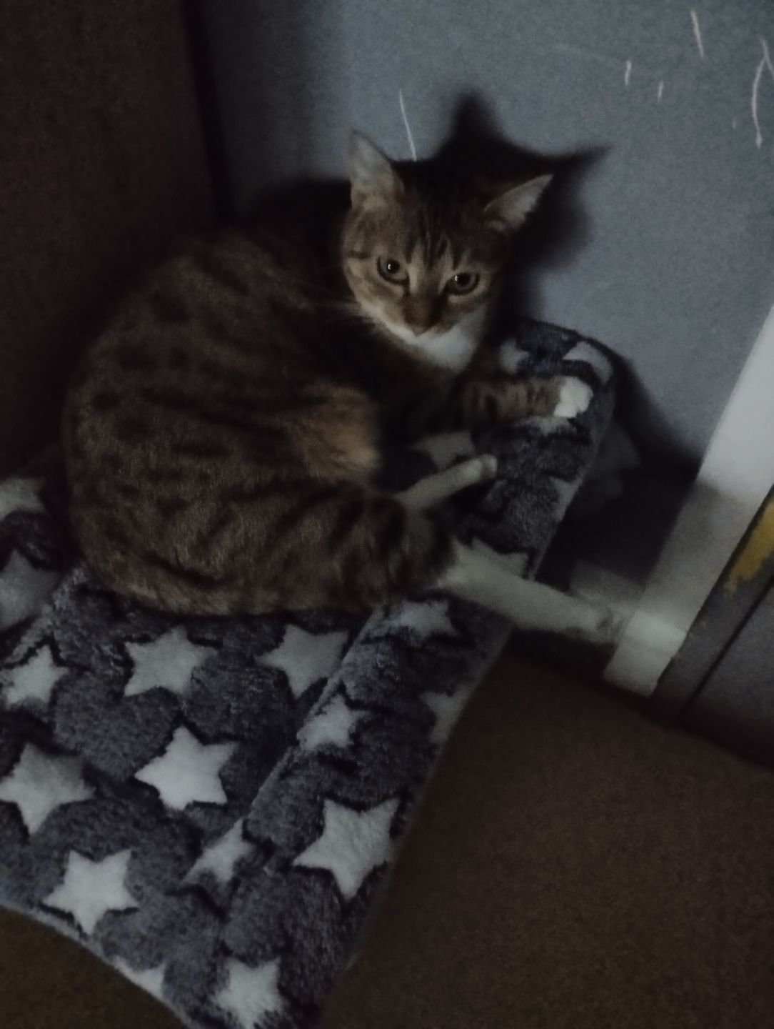 Customer photo review of Couverture apaisante pour chat