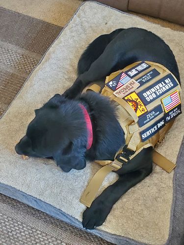 Customer photo review of Classic Heavy-Duty Tactical No-Pull Team K9™ Dog Harness With Front & Back D-Rings, Quick-Release Metal-Buckles, Hook & Loop Panels, & Top Handle