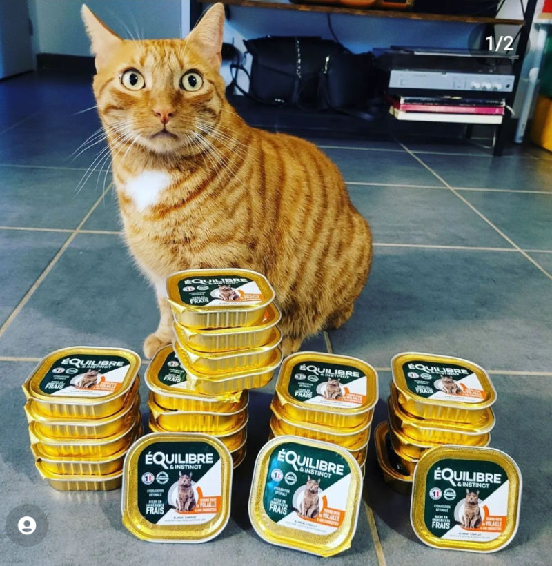 Customer photo review of Pâtées riches en volaille & aux courgettes (chat stérilisé et chat adulte)