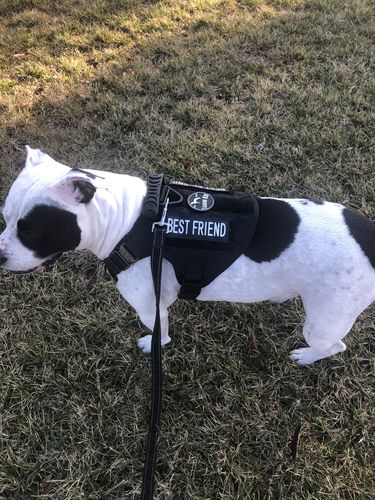 Customer photo review of Classic Heavy-Duty Tactical No-Pull Team K9™ Dog Harness With Front & Back D-Rings, Quick-Release Metal-Buckles, Hook & Loop Panels, & Top Handle