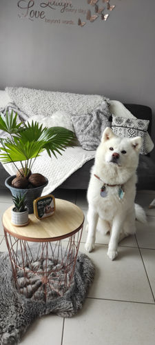 Customer photo review of Pâtées riches en canard & aux petits pois (chien adulte)