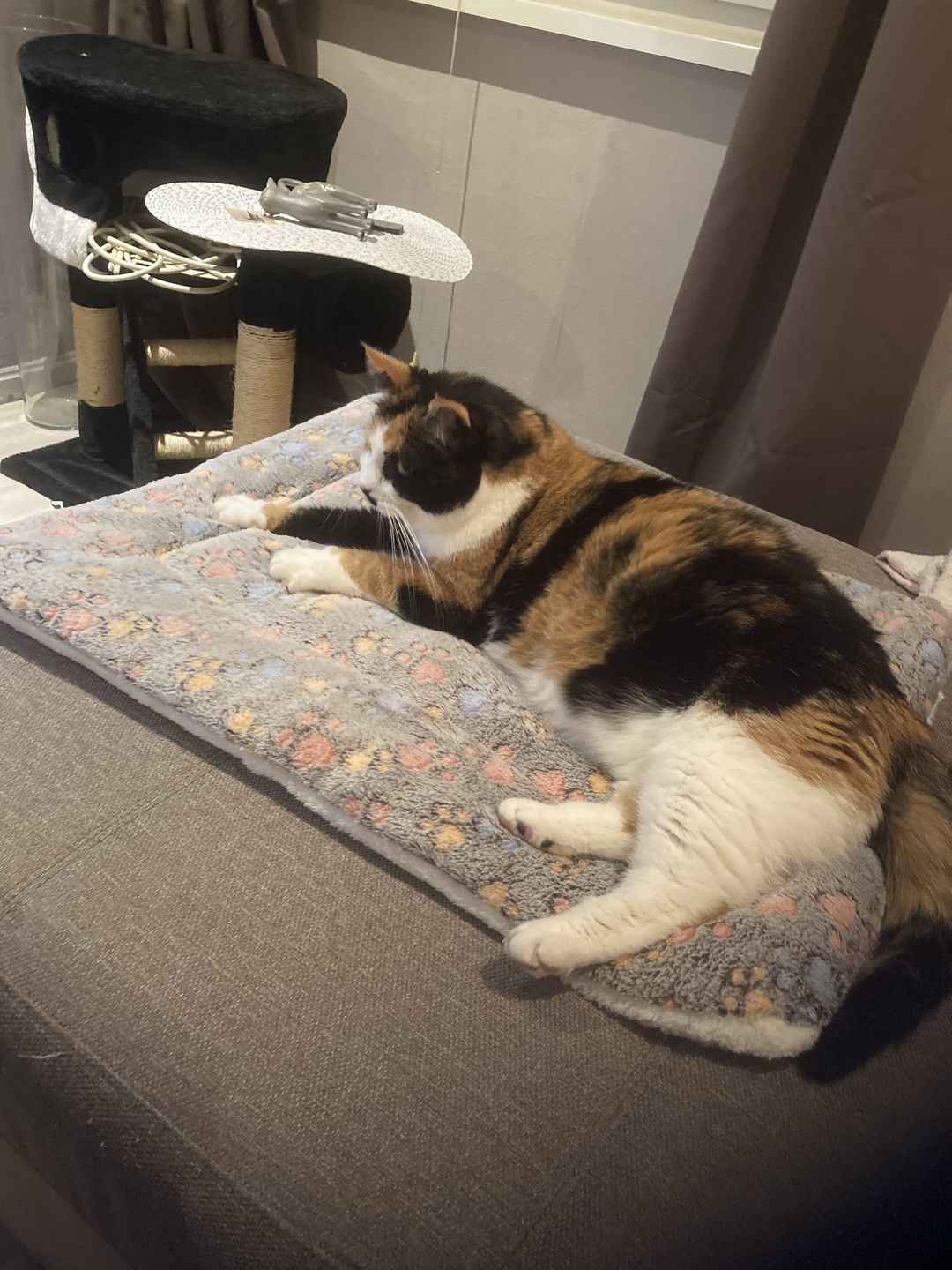 Customer photo review of Couverture apaisante pour chat