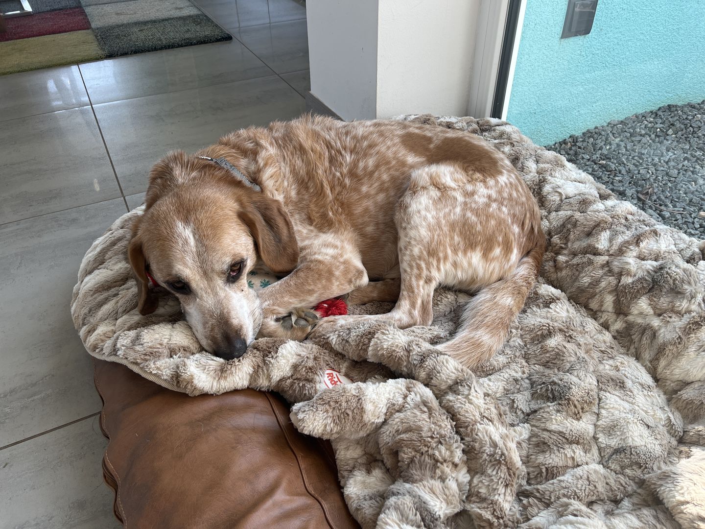 Customer photo review of Gelenkmix für Hunde mit Teufelskralle, Kurkuma & Glucosamin