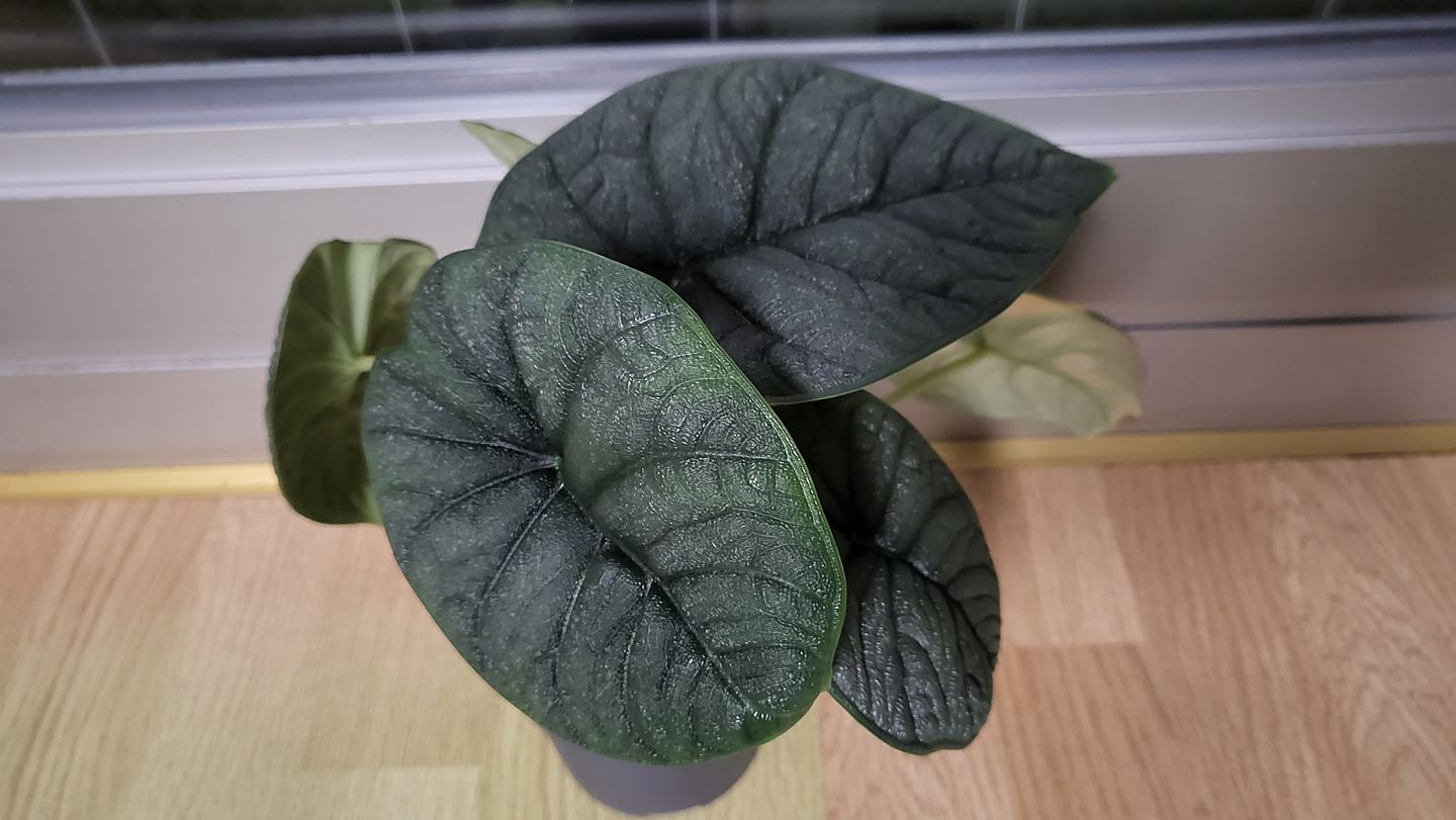 Customer photo review of ALOCASIA MELO