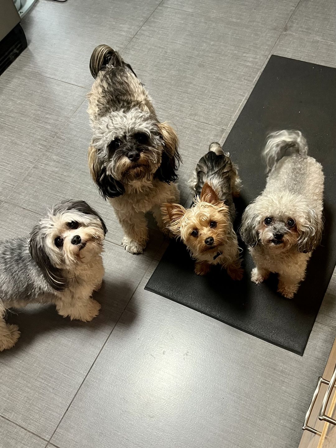 Customer photo review of KING KALM™ CBD 75mg - Small Size Dog & Cat Formula - 2.5mgs of CBD per each 1ml.