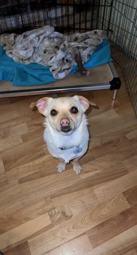 Customer photo review of Explorer Silicone