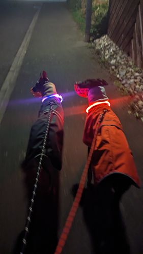 Customer photo review of Rechargeable Light-Up Dog Safety Collars