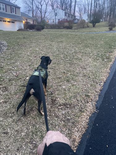 Customer photo review of Classic Heavy-Duty Tactical No-Pull Team K9™ Dog Harness With Front & Back D-Rings, Quick-Release Metal-Buckles, Hook & Loop Panels, & Top Handle