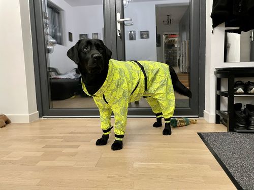 Customer photo review of Rain Suit for Dogs