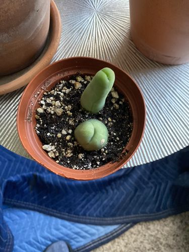 Customer photo review of Penis Cactus | Trichocereus bridgesii monstrose