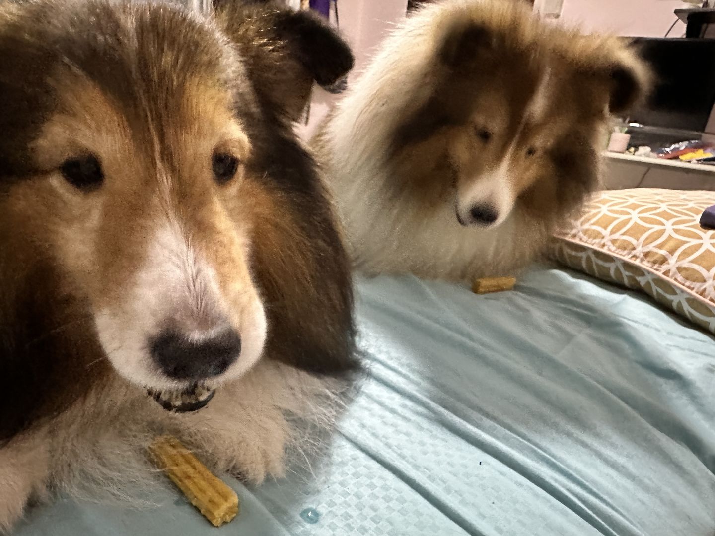 Customer photo review of Dental Chew (Large Package)
