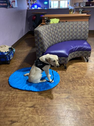 Customer photo review of Personalized No-Choke Dog Harness With Top Handle, Reflective Front Band, & Custom Name Patch