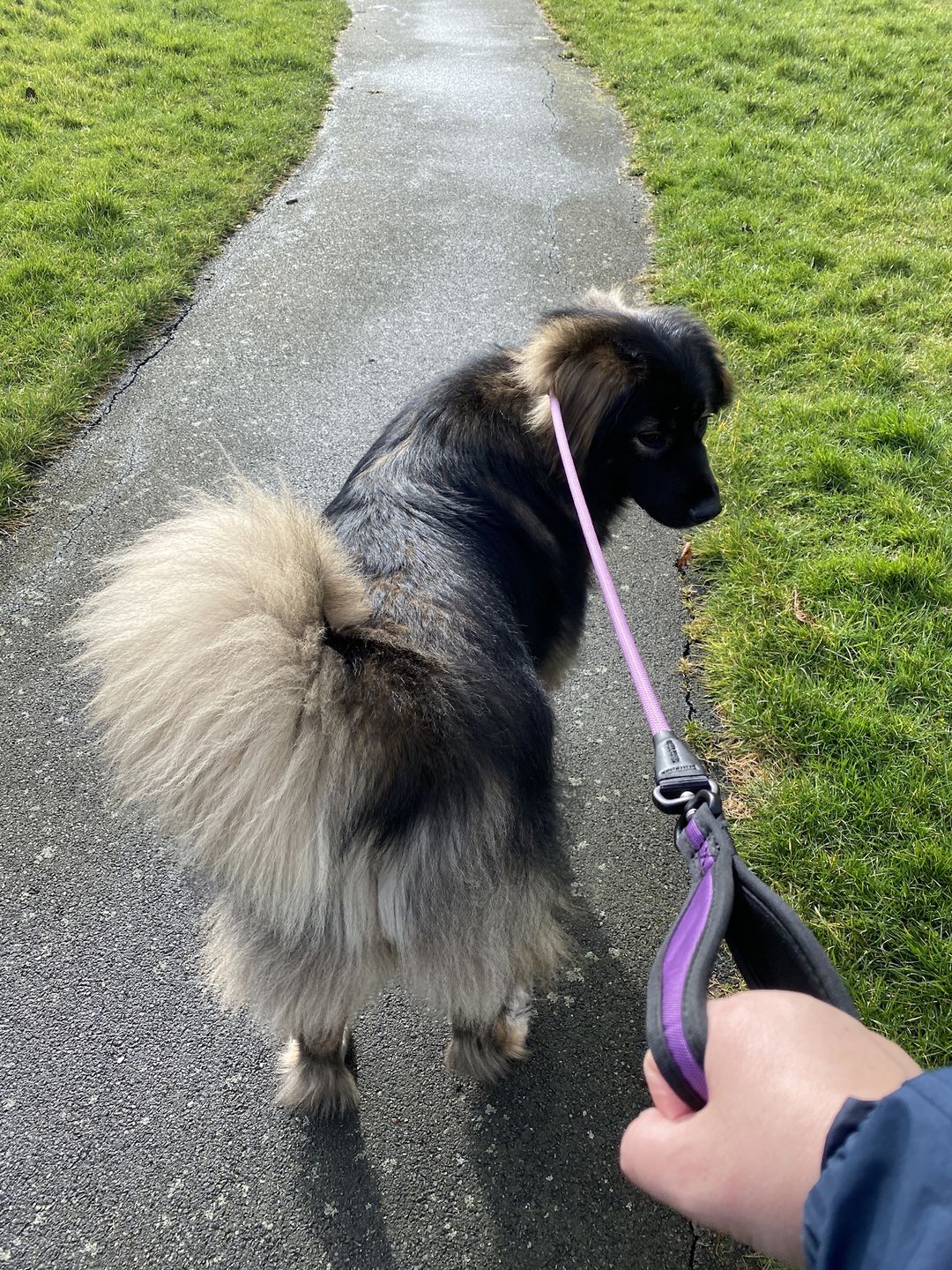 Customer photo review of Slip Lead | Anti-Pull & Anti-Choking Training Lead - Purple