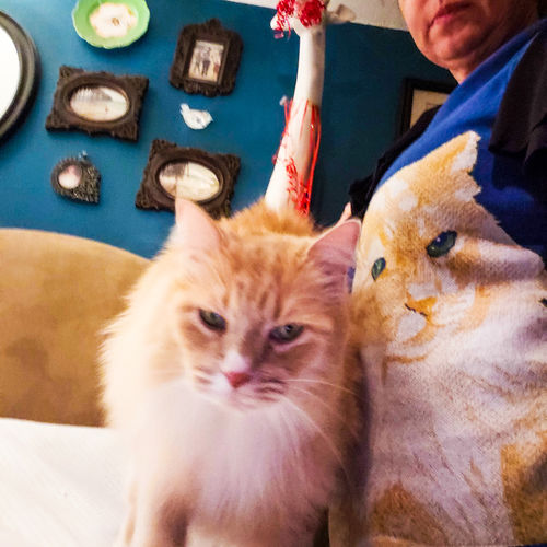 Customer photo review of Custom Pet Sweater Vest