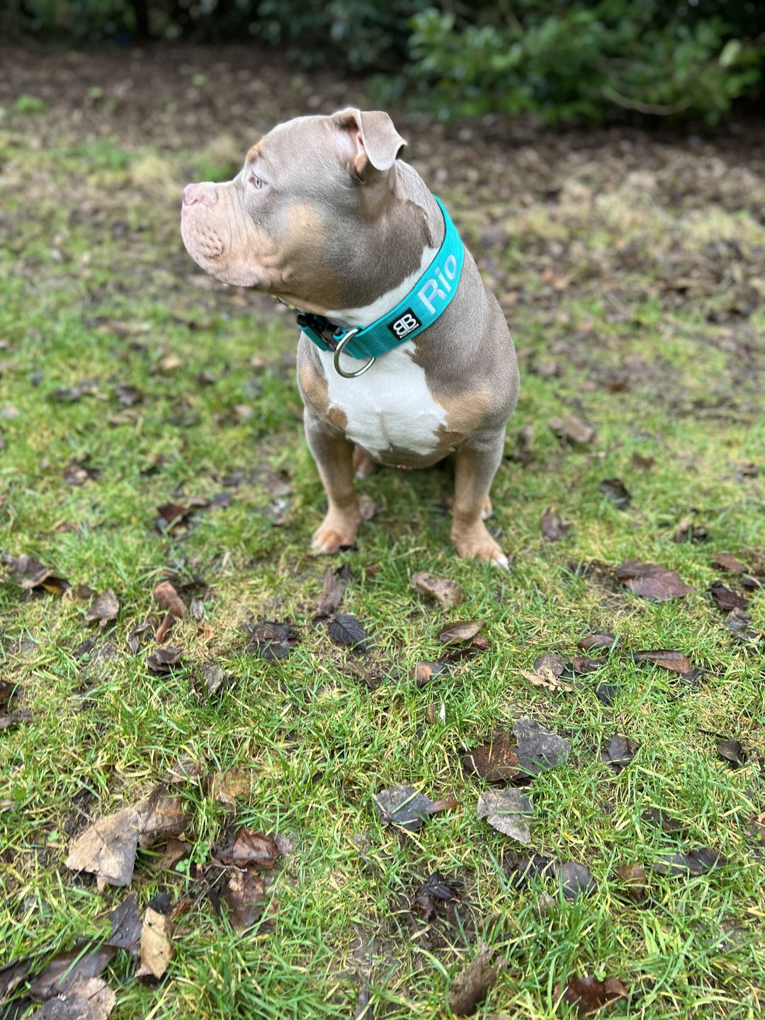 Customer photo review of 5cm Combat® Collar | Rated Clip - NO HANDLE - Turquoise v2.0