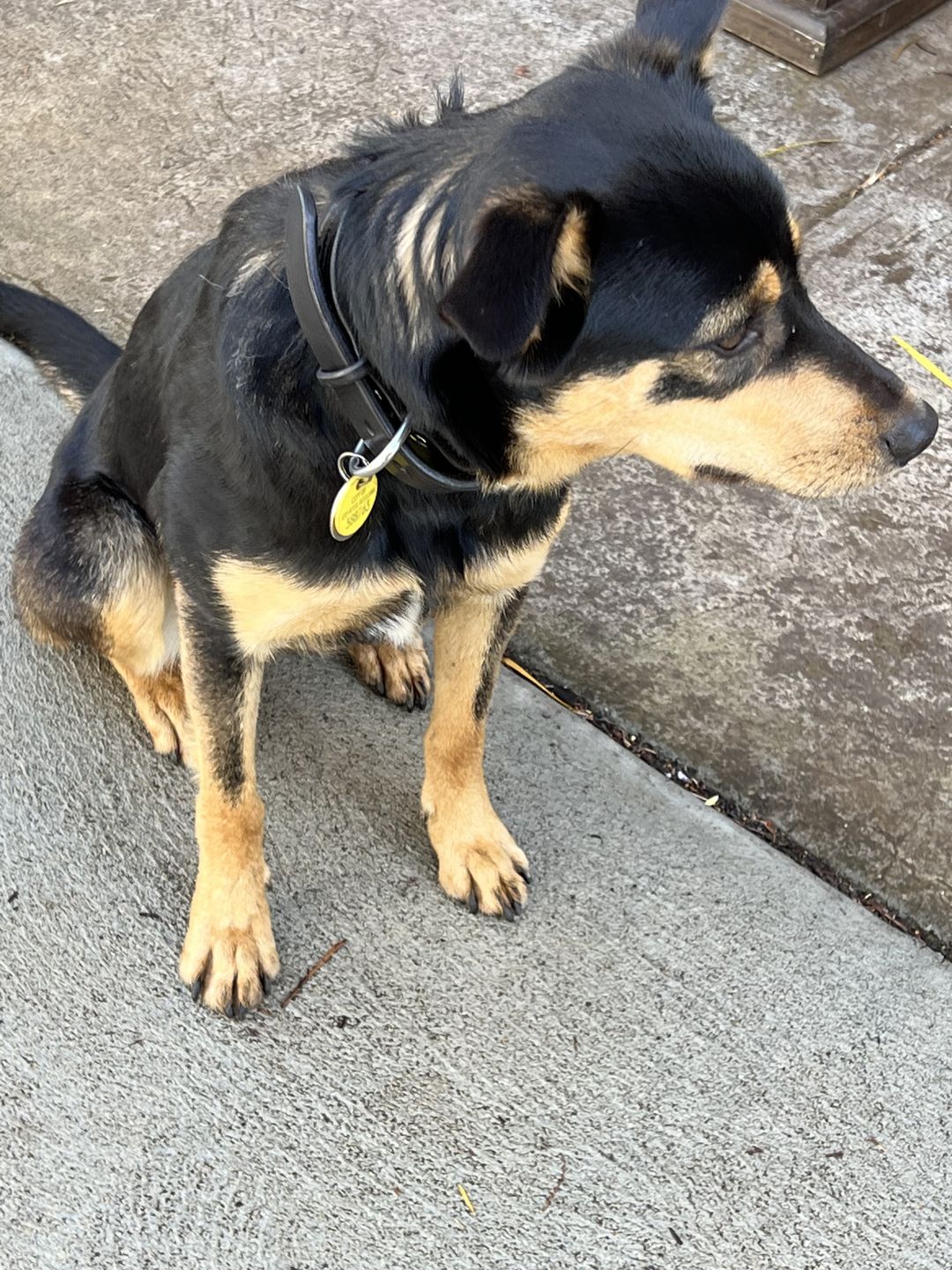 Customer photo review of Dog Collar