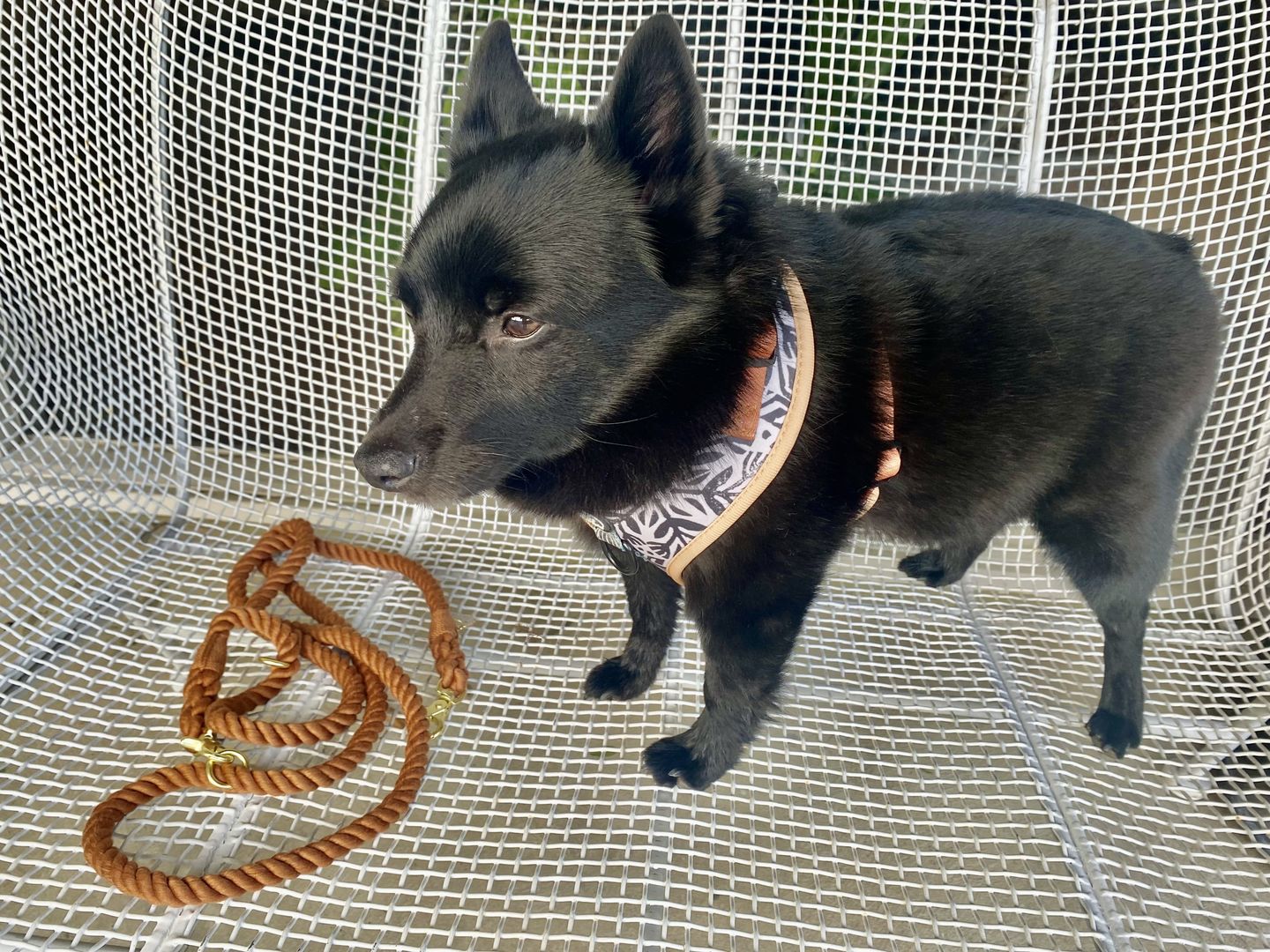 Customer photo review of TIERRA LUNA Dog Harness