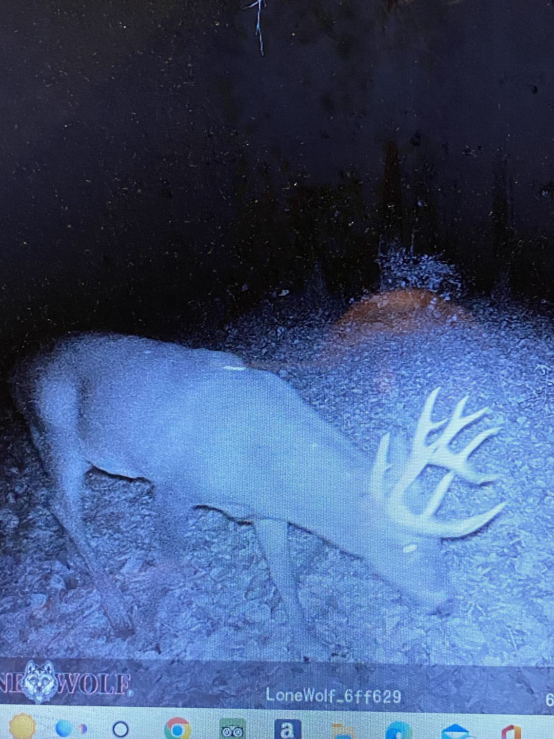 Customer photo review of Undercover™ Trail Camera