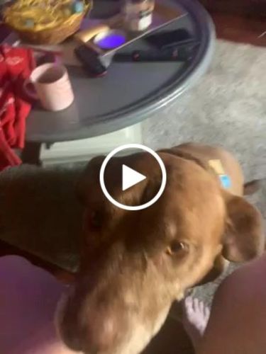 Customer video review of Explorer Silicone