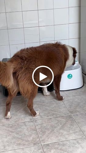 Customer video review of Weasy Oásis