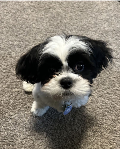 Customer photo review of Fetch