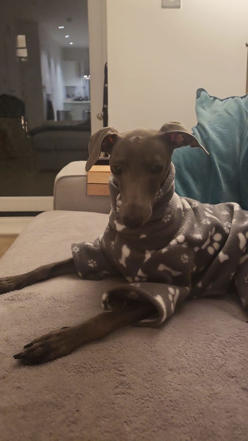 Customer photo review of Paw Print & Bones Anti Pill Polar Fleece Fabric