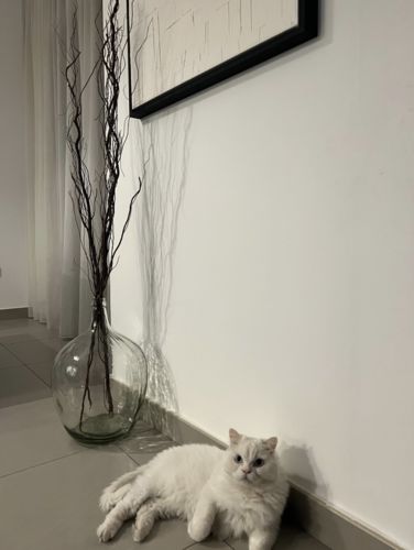 Customer photo review of Glass Round Vase