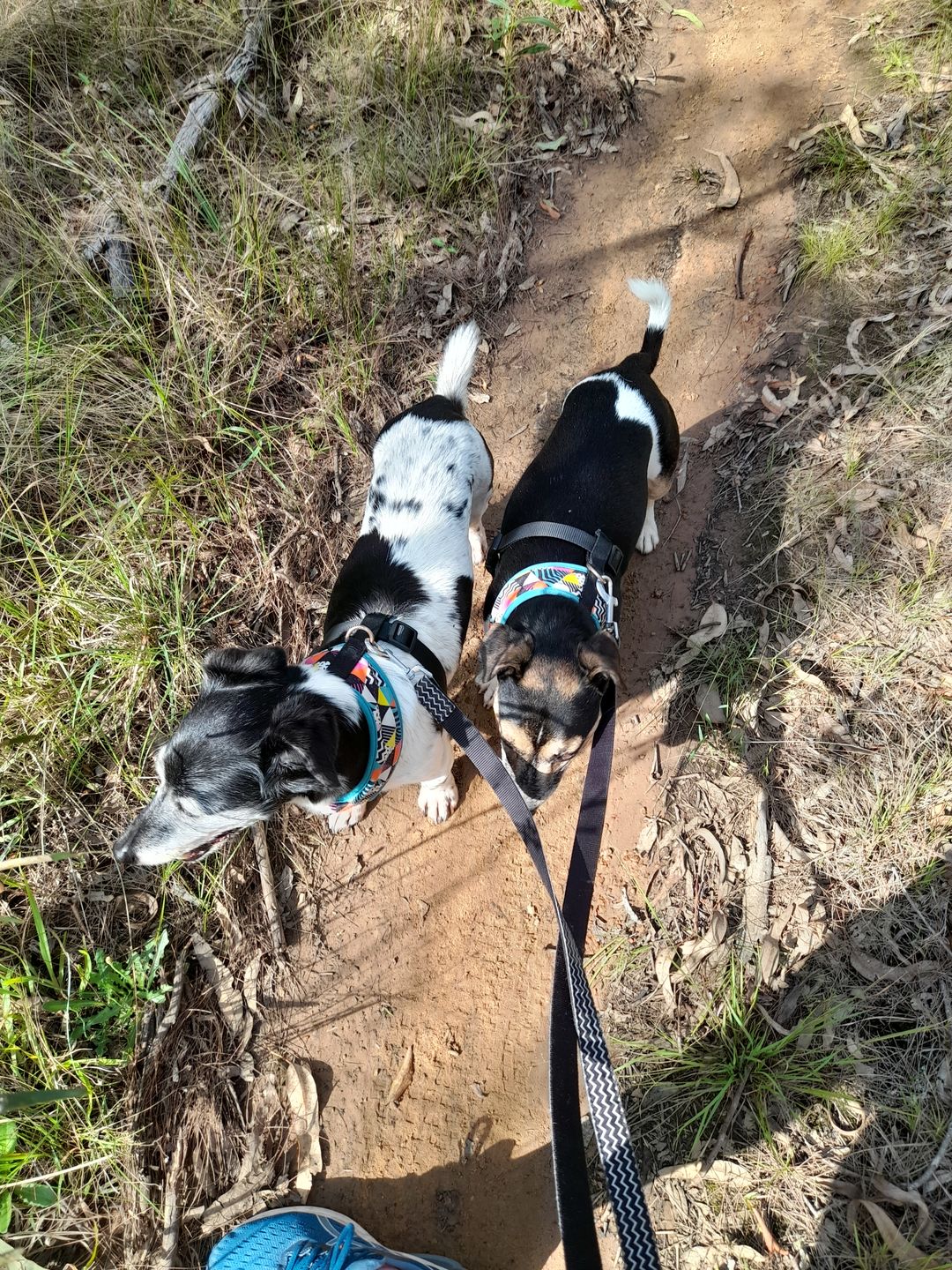 Customer photo review of Primal Venison - Raw Free ranged for dogs and cats
