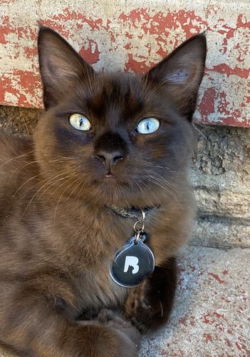 Customer photo review of Black Cat