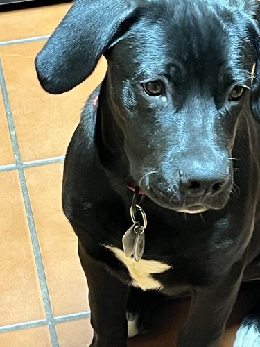 Customer photo review of Explorer