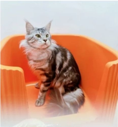 Customer photo review of Michu XXL Container Cat Litter Box with Scoop, Coral and BoBa