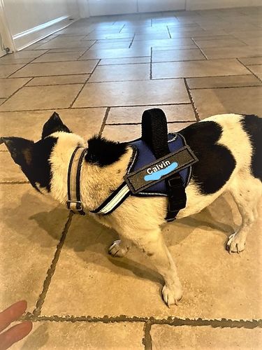 Customer photo review of Personalized No-Choke Dog Harness With Top Handle, Reflective Front Band, & Custom Name Patch