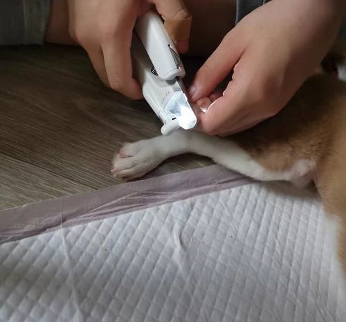 Customer photo review of Michu Cat/Dog Hygiene LED Light Nail Clipper 2.0 Version