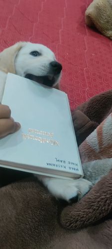Customer photo review of Mindbrush Journal