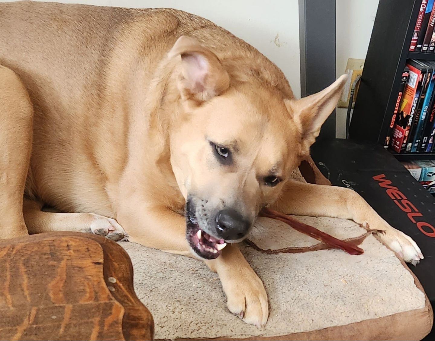 Customer photo review of 12 Inch Beef Jerky Stick