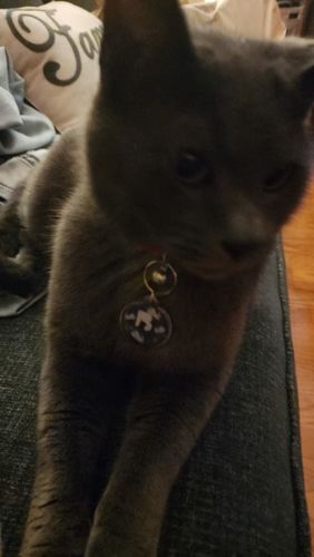 Customer photo review of Astro Cat