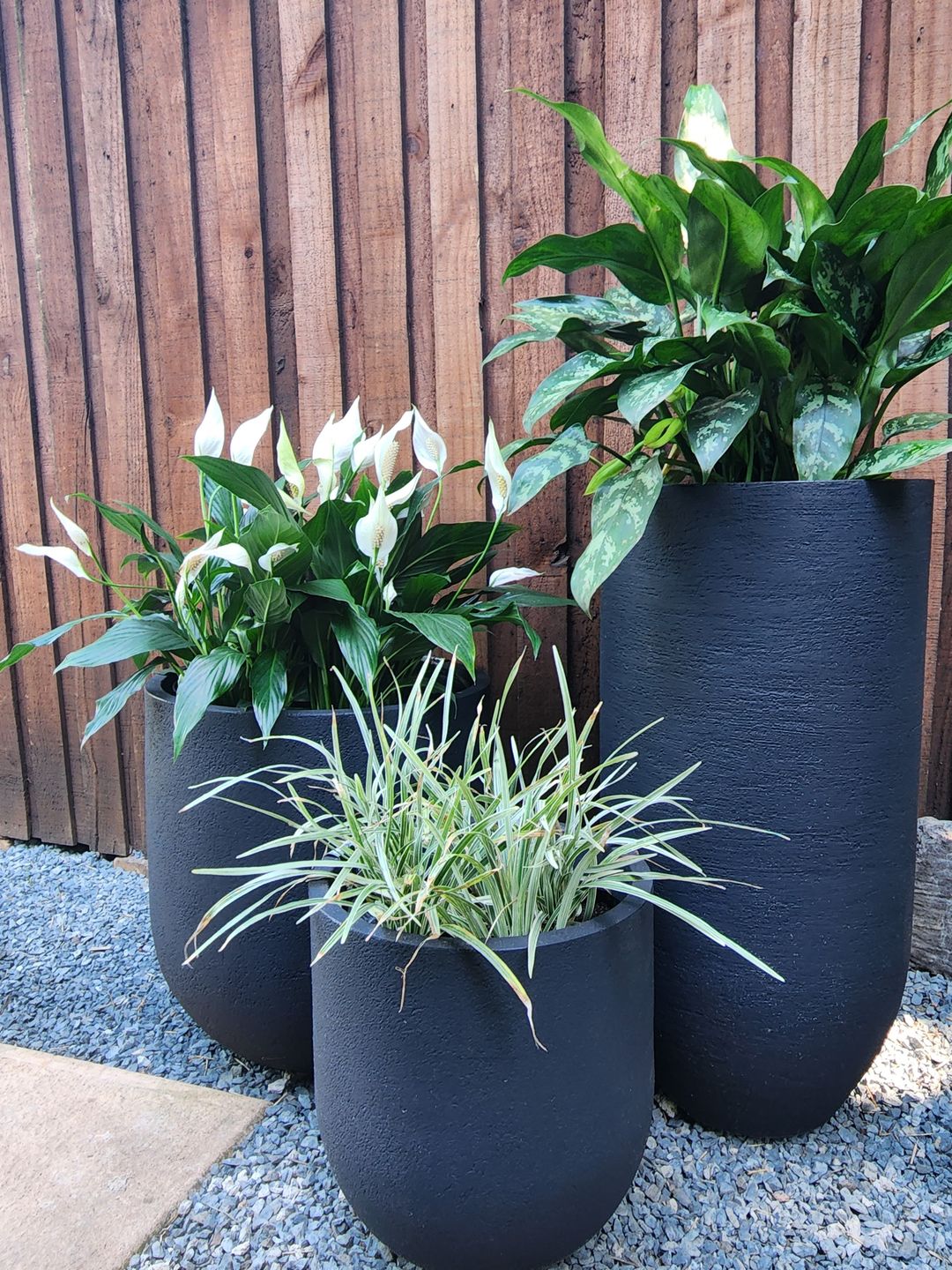Customer photo review of RUSTIC CASK JAPI PLANTER (click for details)