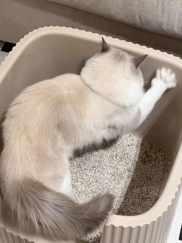 Customer photo review of Michu XXL Container Cat Litter Box with Scoop, Coral and BoBa