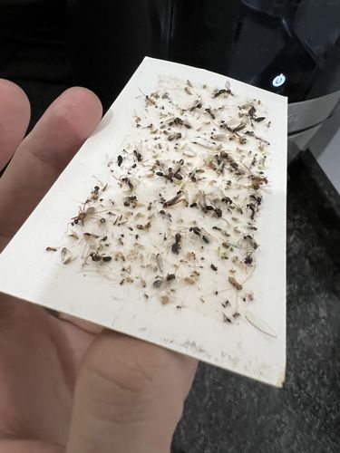 Customer photo review of Shieldeck® BuzzTrap - Plug-In Indoor Insect Smart UV Trap