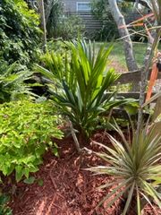 Customer photo review of Lipstick Palm Red Sealing Wax Palm, Exotic and Rare