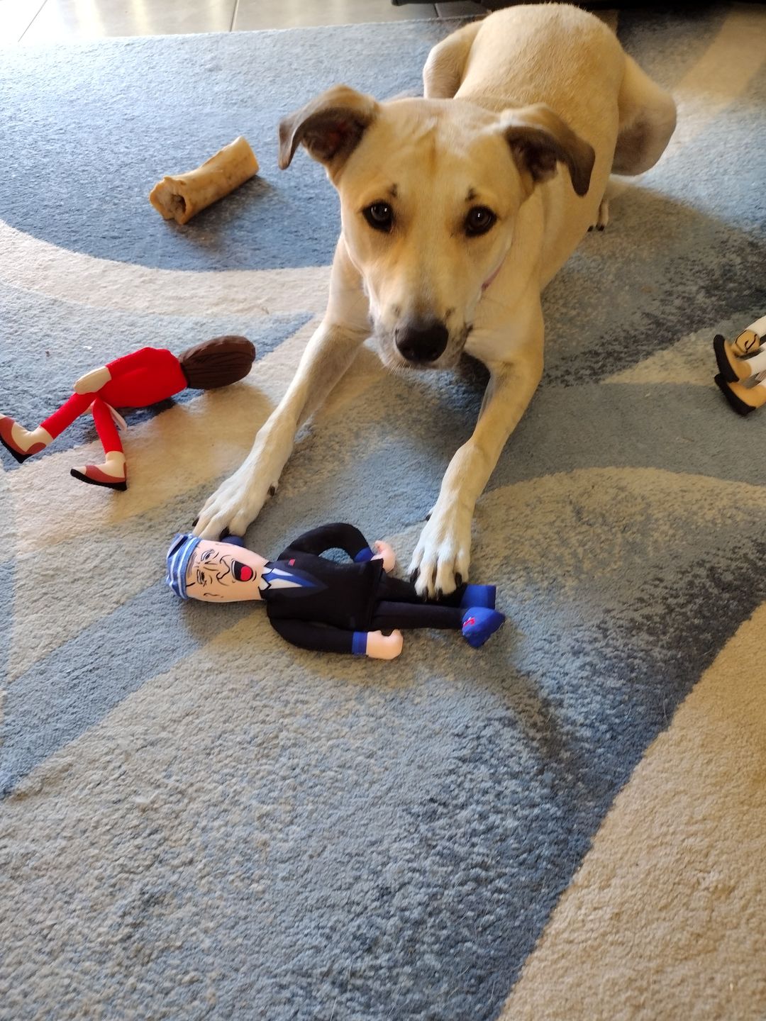 Customer photo review of Joe Biden Kamala Harris & Nancy Pelosi Starter Pack Tough Plush Dog Chew Toys with Squeakers - Official Republican Dogs