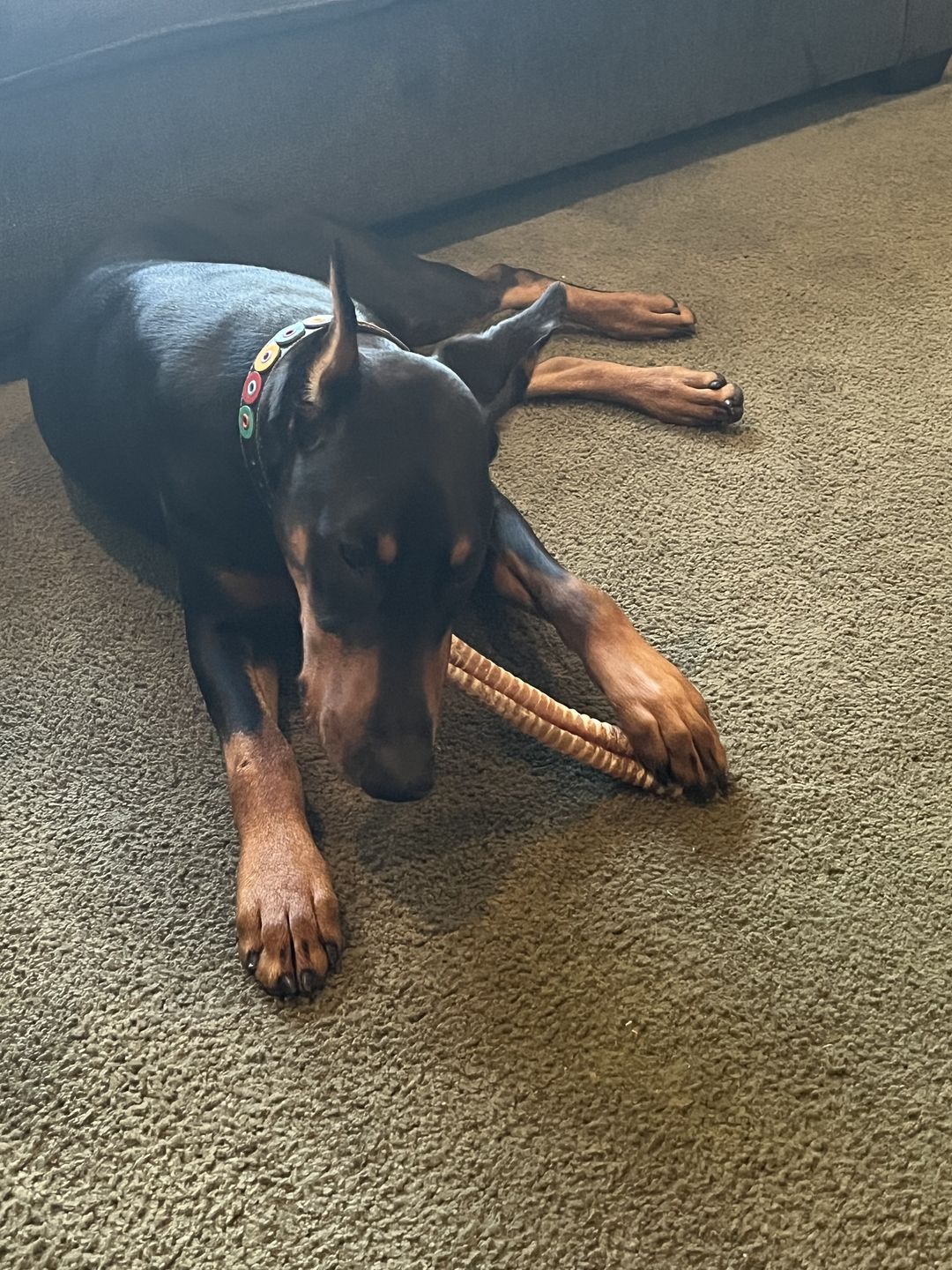Customer photo review of 12 Inch Beef Trachea