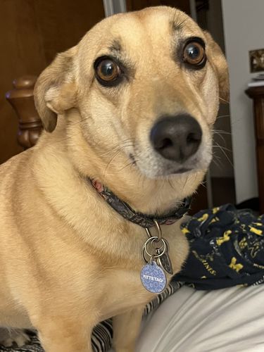 Customer photo review of Just Paws